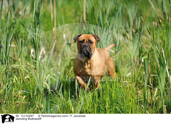 stehender Bullmastiff / standing Bullmastiff / YJ-10297