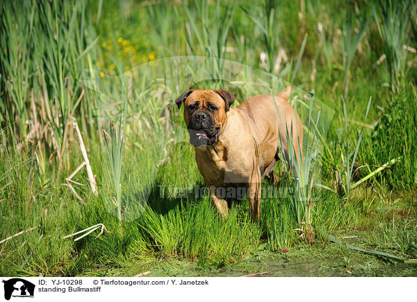 stehender Bullmastiff / standing Bullmastiff / YJ-10298