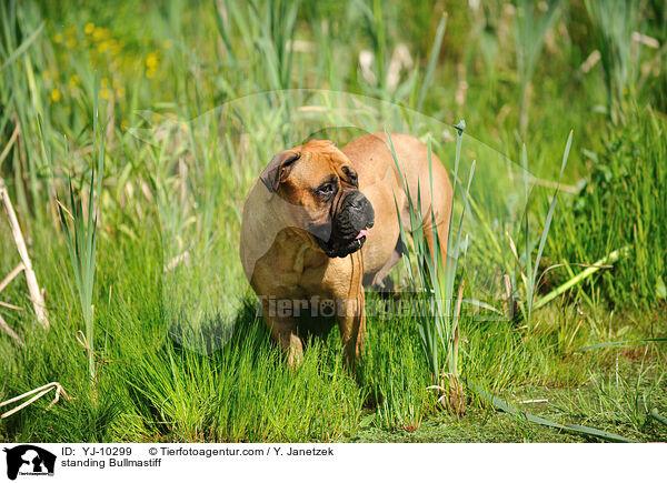 stehender Bullmastiff / standing Bullmastiff / YJ-10299