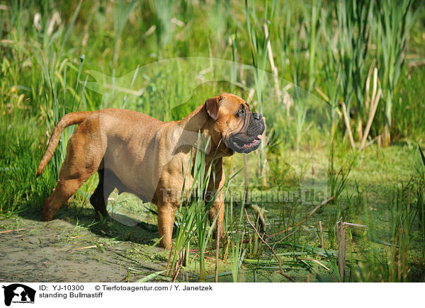 stehender Bullmastiff / standing Bullmastiff / YJ-10300