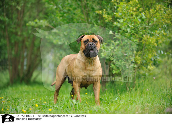 stehender Bullmastiff / standing Bullmastiff / YJ-10301