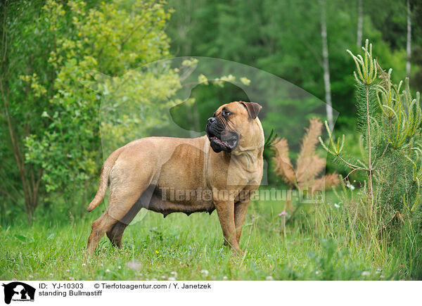 stehender Bullmastiff / standing Bullmastiff / YJ-10303