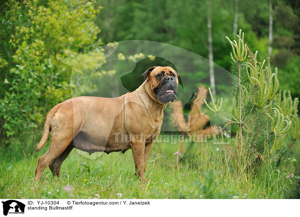 stehender Bullmastiff / standing Bullmastiff / YJ-10304
