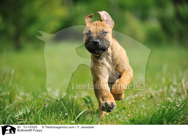 Bullmastiff Welpe / Bullmastiff Puppy / YJ-10305
