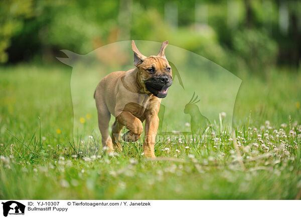 Bullmastiff Welpe / Bullmastiff Puppy / YJ-10307