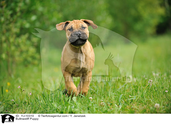 Bullmastiff Welpe / Bullmastiff Puppy / YJ-10310