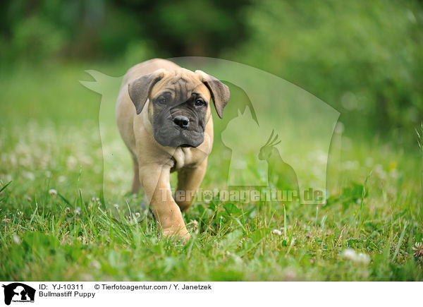Bullmastiff Welpe / Bullmastiff Puppy / YJ-10311
