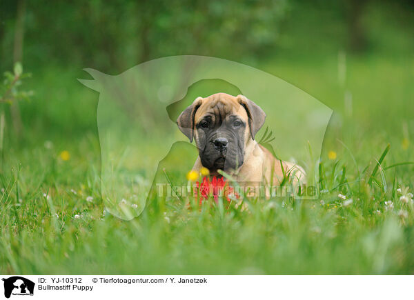 Bullmastiff Welpe / Bullmastiff Puppy / YJ-10312