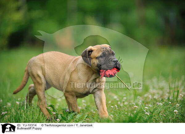 Bullmastiff Welpe / Bullmastiff Puppy / YJ-10314
