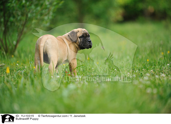 Bullmastiff Welpe / Bullmastiff Puppy / YJ-10315