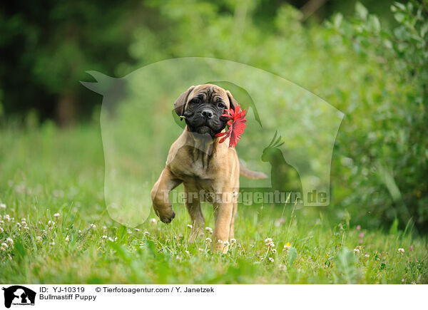 Bullmastiff Welpe / Bullmastiff Puppy / YJ-10319