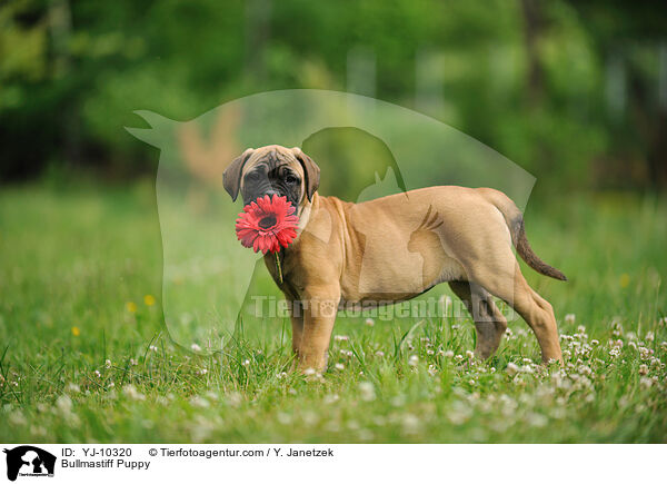 Bullmastiff Welpe / Bullmastiff Puppy / YJ-10320