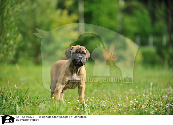 Bullmastiff Welpe / Bullmastiff Puppy / YJ-10323
