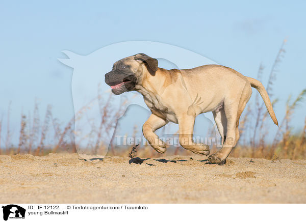 junger Bullmastiff / young Bullmastiff / IF-12122