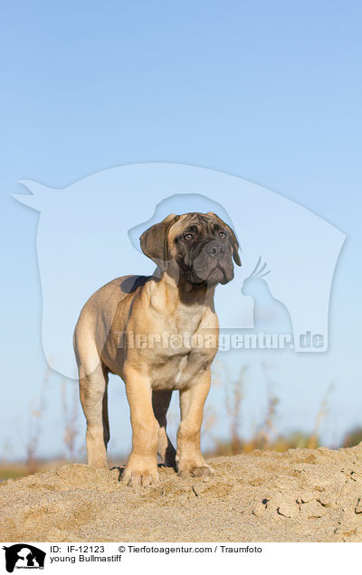 junger Bullmastiff / young Bullmastiff / IF-12123