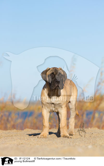 junger Bullmastiff / young Bullmastiff / IF-12124