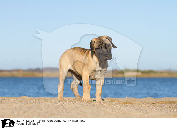 junger Bullmastiff / young Bullmastiff / IF-12128