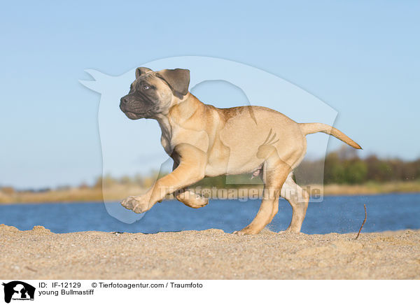 junger Bullmastiff / young Bullmastiff / IF-12129