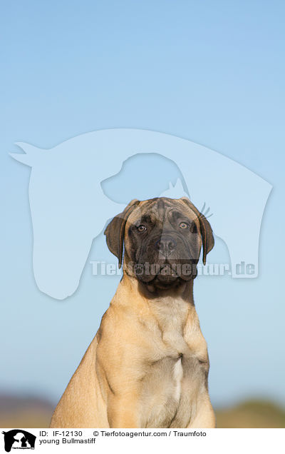 junger Bullmastiff / young Bullmastiff / IF-12130