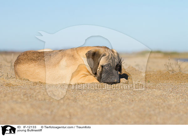 junger Bullmastiff / young Bullmastiff / IF-12133