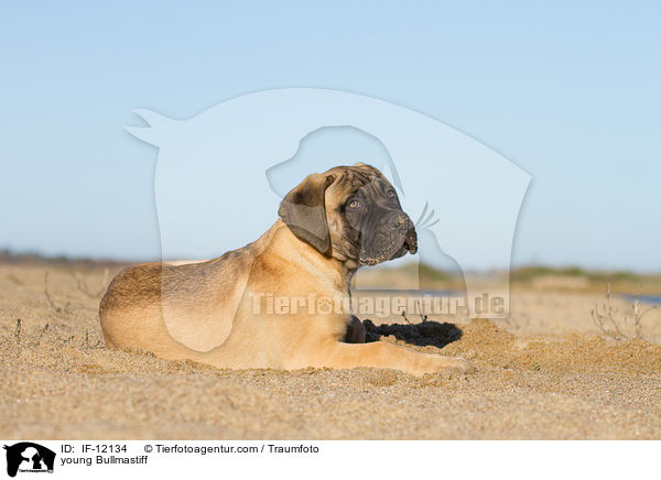 junger Bullmastiff / young Bullmastiff / IF-12134