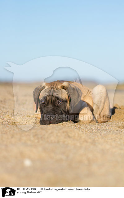 junger Bullmastiff / young Bullmastiff / IF-12136