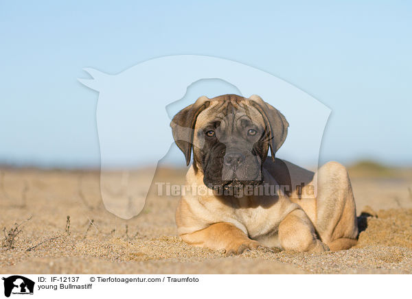 junger Bullmastiff / young Bullmastiff / IF-12137