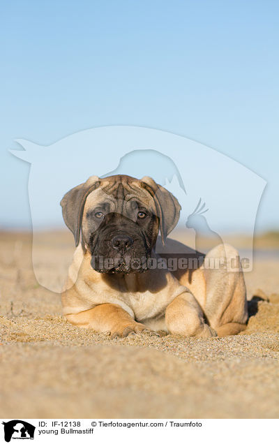 junger Bullmastiff / young Bullmastiff / IF-12138