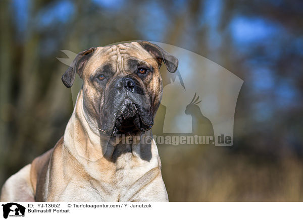 Bullmastiff Portrait / Bullmastiff Portrait / YJ-13652
