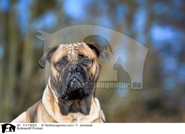 Bullmastiff Portrait / Bullmastiff Portrait / YJ-13653
