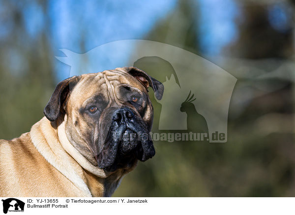 Bullmastiff Portrait / Bullmastiff Portrait / YJ-13655