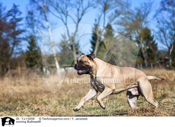 rennender Bullmastiff / running Bullmastiff / YJ-13656