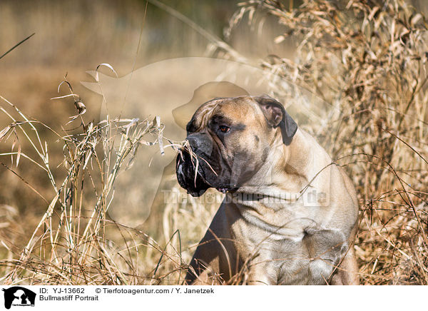 Bullmastiff Portrait / Bullmastiff Portrait / YJ-13662