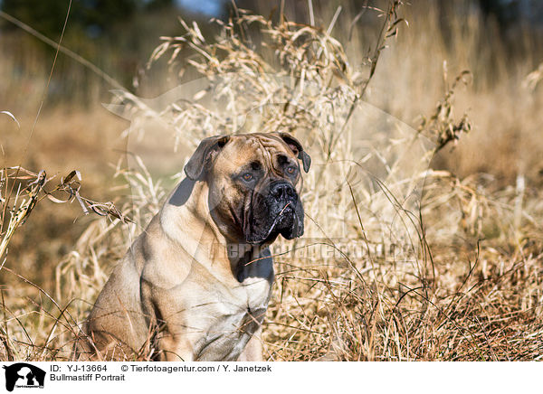 Bullmastiff Portrait / Bullmastiff Portrait / YJ-13664