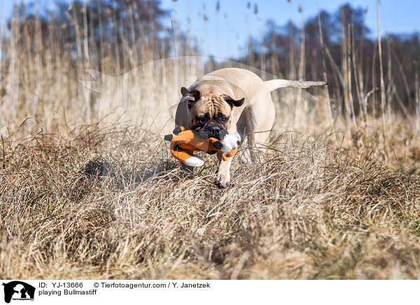 spielender Bullmastiff / playing Bullmastiff / YJ-13666