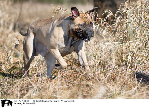 rennender Bullmastiff / running Bullmastiff / YJ-13669