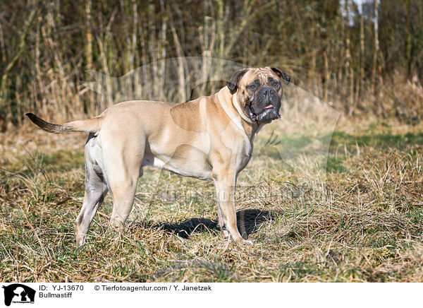 Bullmastiff / Bullmastiff / YJ-13670