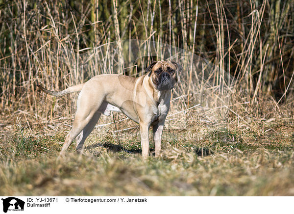Bullmastiff / Bullmastiff / YJ-13671