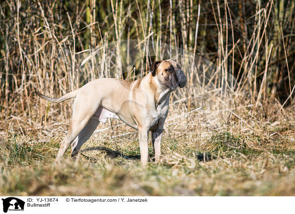 Bullmastiff / Bullmastiff / YJ-13674