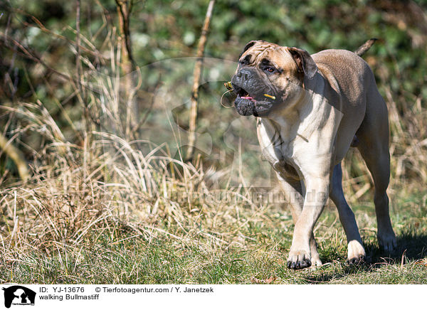 laufender Bullmastiff / walking Bullmastiff / YJ-13676
