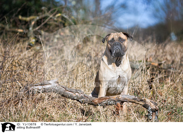sitzender Bullmastiff / sitting Bullmastiff / YJ-13678