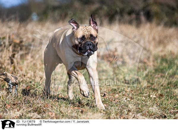 rennender Bullmastiff / running Bullmastiff / YJ-13679