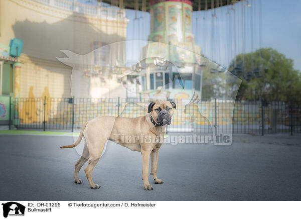 Bullmastiff / Bullmastiff / DH-01295