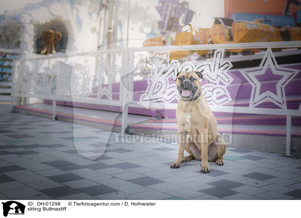 sitzender Bullmastiff / sitting Bullmastiff / DH-01298