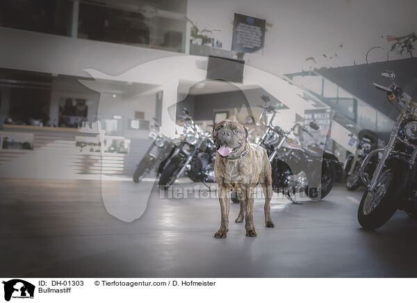 Bullmastiff / Bullmastiff / DH-01303
