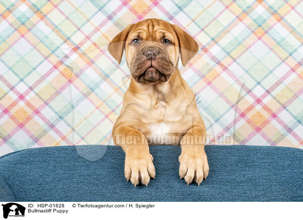 Bullmastiff Welpe / Bullmastiff Puppy / HSP-01628