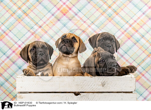 Bullmastiff Welpen / Bullmastiff Puppies / HSP-01630