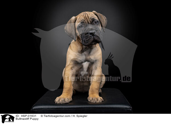 Bullmastiff Welpe / Bullmastiff Puppy / HSP-01631