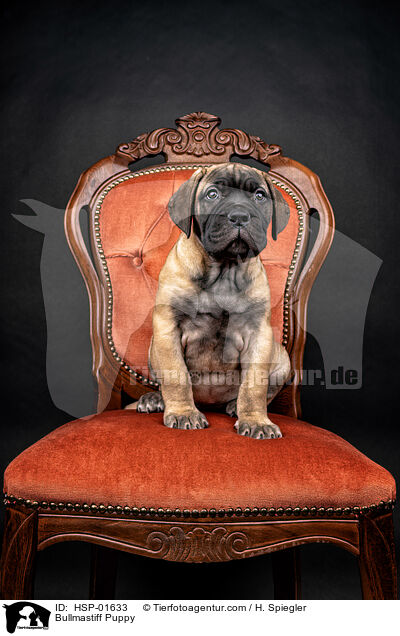 Bullmastiff Welpe / Bullmastiff Puppy / HSP-01633