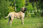 standing Bullmastiff